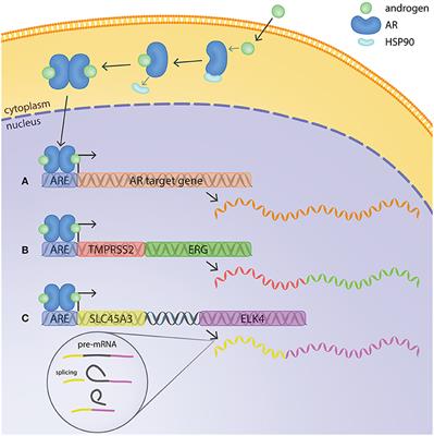 Androgen-Driven Fusion Genes and Chimeric Transcripts in Prostate Cancer